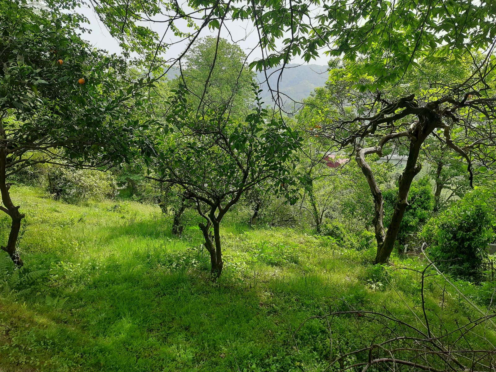 Land plot for sale in Chakvi | Quality Homes